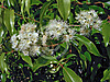 Anise Myrtle - Backhousia anisata or Syzygium anisatum