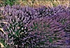 New England Lavender Oil - Intermedia grosso