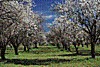 Inspiration ~ Orchard ~ Clarity, Revitalize